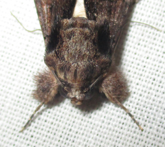 Ulotrichopus tinctipennis