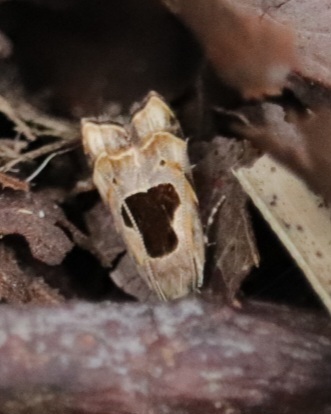 Brachmia septella