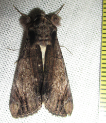 Ulotrichopus tinctipennis
