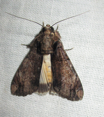 Ulotrichopus tinctipennis