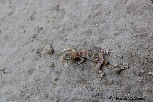 Nayband Dwarf Gecko