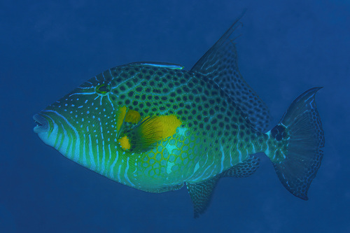 Bluespotted triggerfish (Balistes punctatus) — Balistidae — 4