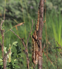 Drakensberg Dwarf Chameleon photo 5