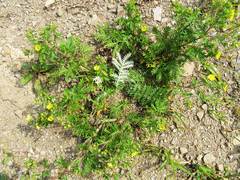 Potentilla chinensis