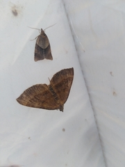 Philedone gerningana