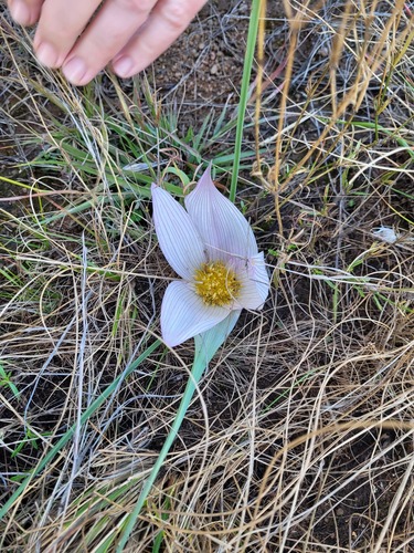 Colchicum melanthioides (Colchicum melanthioides)