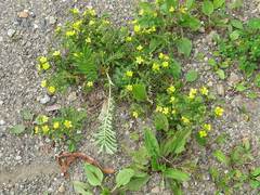 Potentilla chinensis