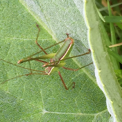 Rhabdocerca caudelli