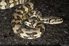Jungle Carpet Python - Photo (c) Chris Harrison, some rights reserved (CC BY-NC), uploaded by Chris Harrison