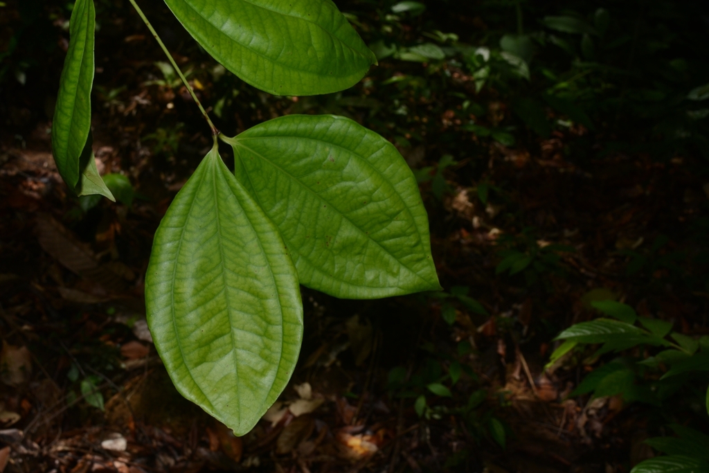 Pternandra rostrata (Pternandra rostrata)
