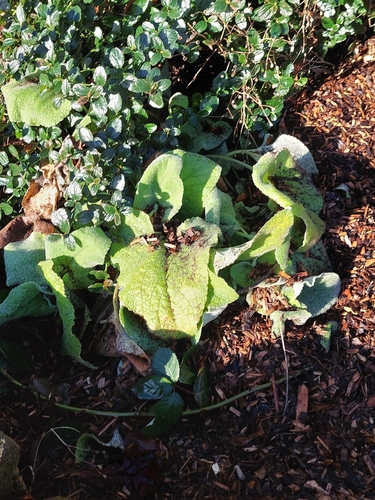 Phlomis russeliana