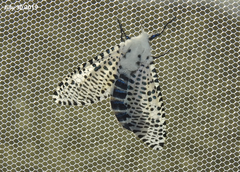 Zeuzera multistrigata