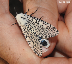 Zeuzera multistrigata