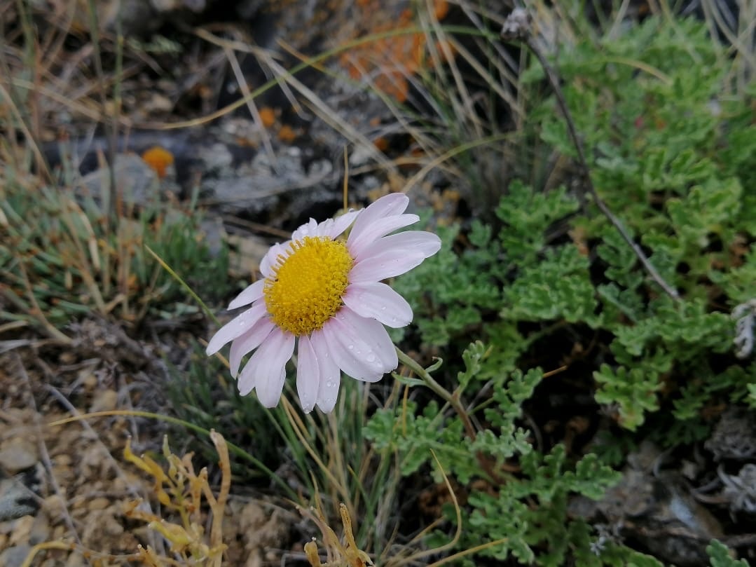 Pink Shrub Chrysanthemum (Chrysanthemum sinuatum)