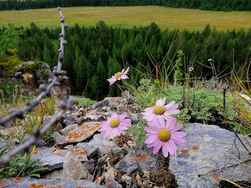 Chrysanthemum sinuatum, photograph 3