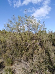 Passerina falcifolia