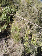 Passerina falcifolia