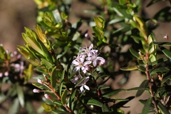 Agathosma ovata