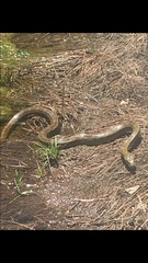 Elaphe quadrivirgata