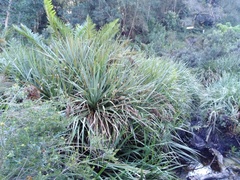 Cladium mariscus jamaicense