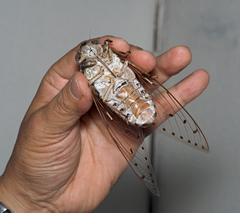 Megapomponia imperatoria