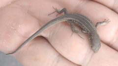 Lacerta agilis