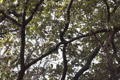 Quercus xylina