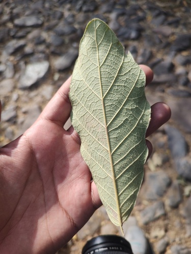 Quercus xylina
