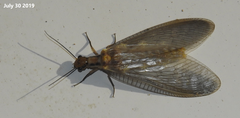 Protohermes xanthodes