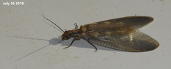 Protohermes xanthodes