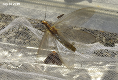 Protohermes xanthodes