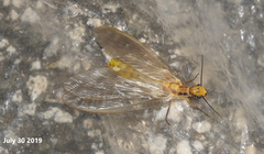 Protohermes xanthodes
