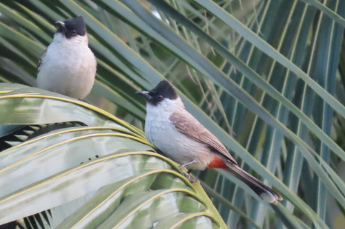 Sooty-headed Bulbul
