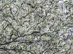 Terminalia mantaly 'triciolor'