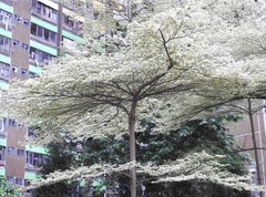 Terminalia mantaly 'triciolor'