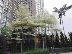 Terminalia mantaly 'triciolor'