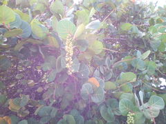 Coccoloba uvifera