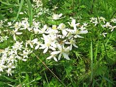Clematis terniflora mandshurica