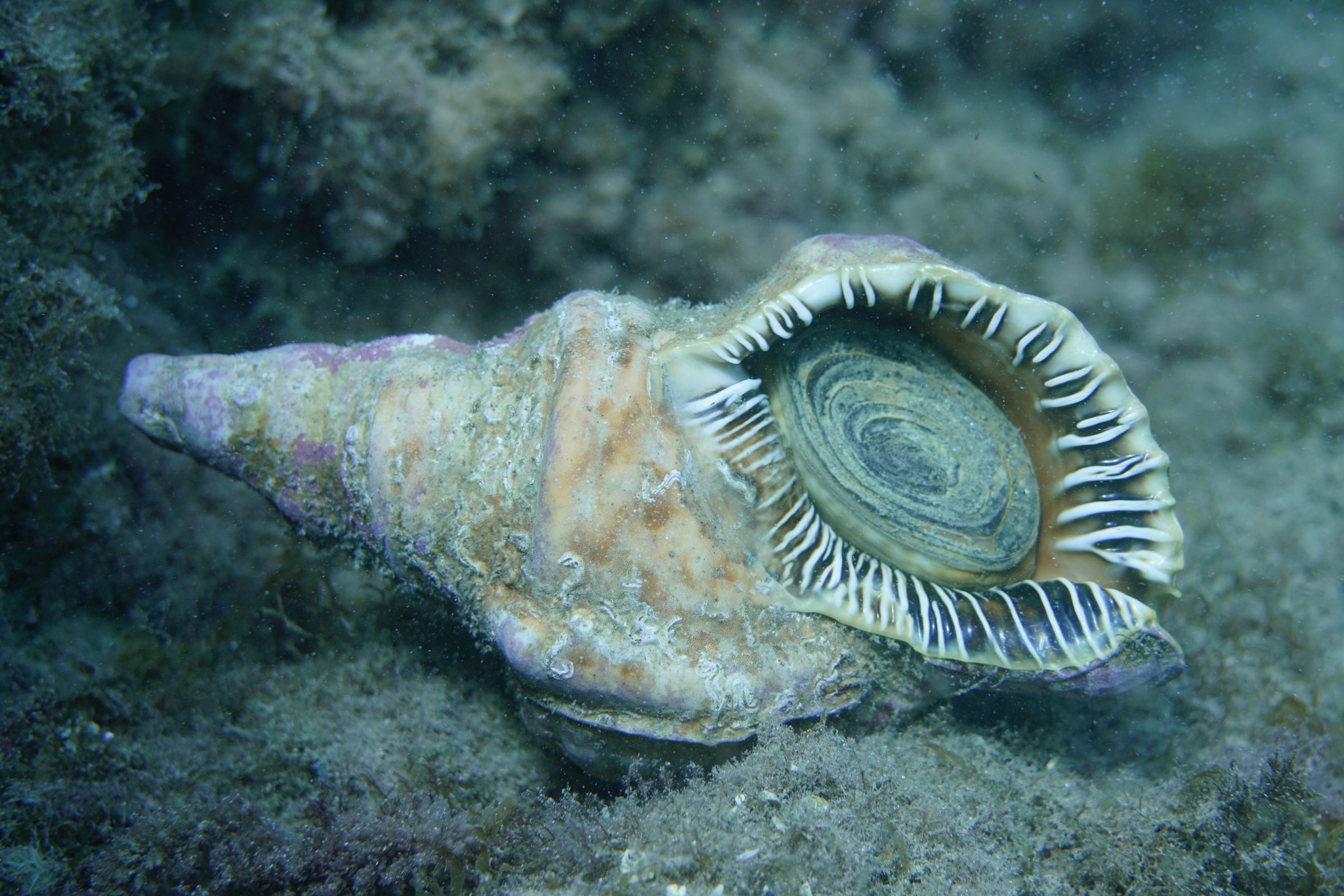 Tritón del Atlántico
