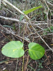Leichhardtia rostrata