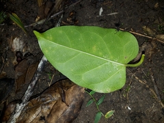 Leichhardtia rostrata