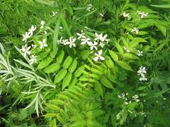 Clematis terniflora mandshurica
