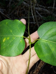 Leichhardtia rostrata