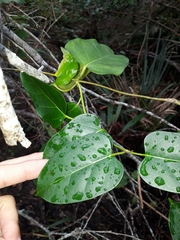 Leichhardtia rostrata