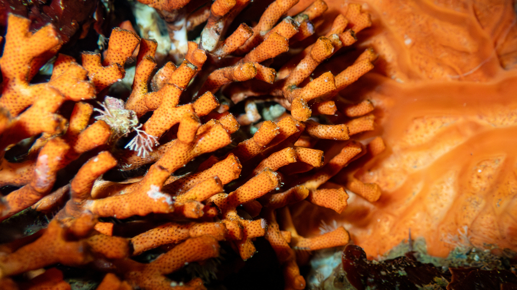 Photo of False red coral (Myriapora truncata)