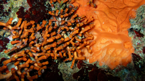 Photo of False red coral (Myriapora truncata)