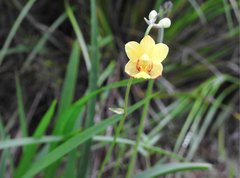 Spathoglottis pubescens