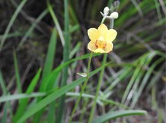 Spathoglottis pubescens