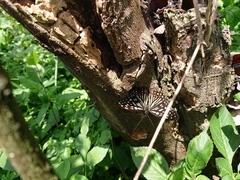 Hestina assimilis formosana