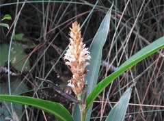 Alpinia stachyodes